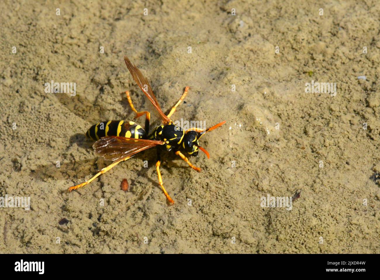 La vespa di carta europea (Polistes dominula) prende l'acqua da una pozza di argilla poco profonda per portarla alla sua covata nel nido. Germania Foto Stock
