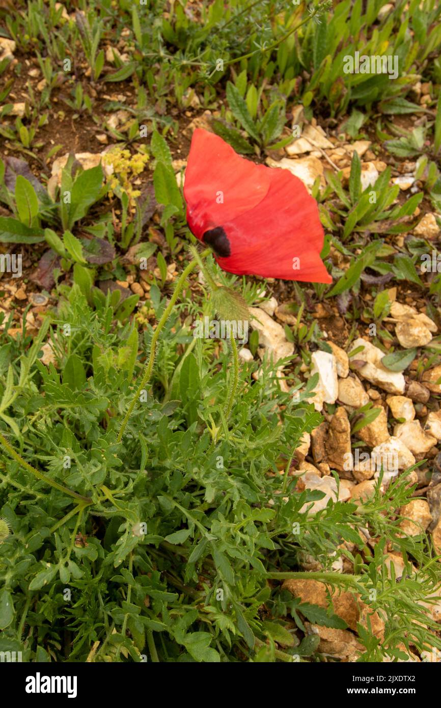 Vivaci papaveri da campo in un paesaggio naturale più ampio Foto Stock