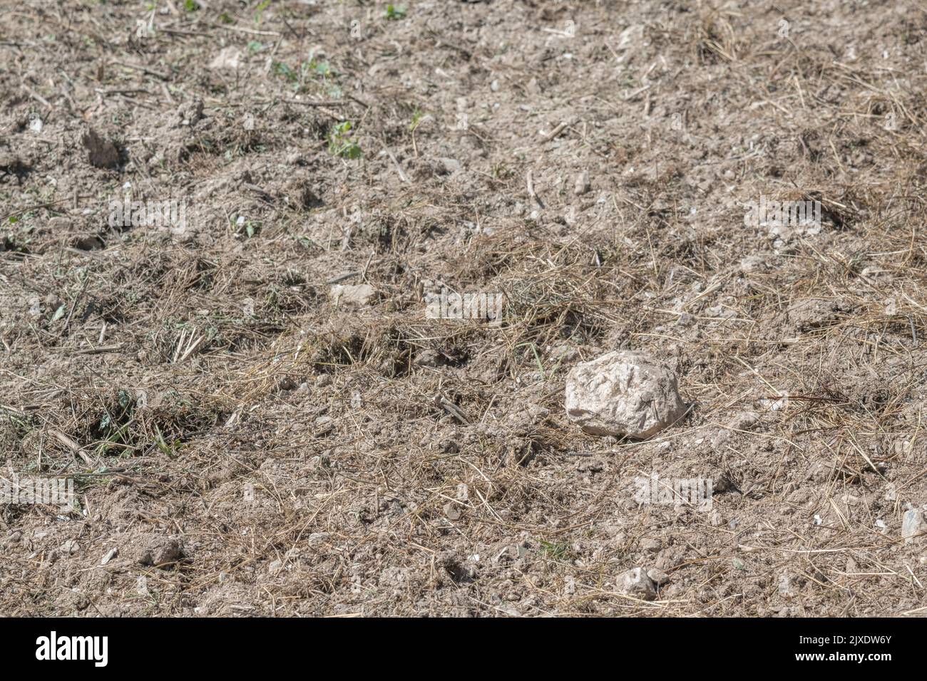 Solitaria roccia di tipo quarzo isolata sulla superficie di un campo tagliato recentemente raccolto. Per terreni agricoli sassosi, essendo tutti soli, ultimo uomo in piedi. Foto Stock