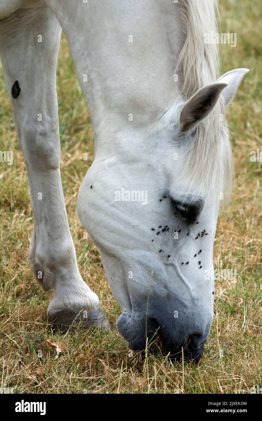 Un cavallo grigio che pascola su erba secca durante l'onda di calore del 2022, Warwickshire, Regno Unito Foto Stock