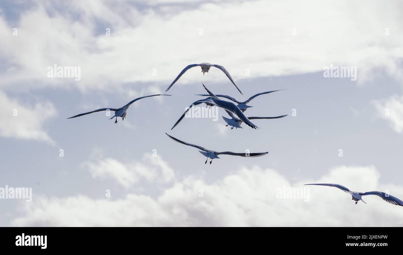 Un gregge di gabbiani volanti nel cielo Foto Stock