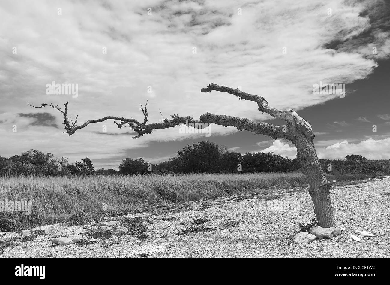 Immagini di spiaggia in bianco e nero Foto Stock