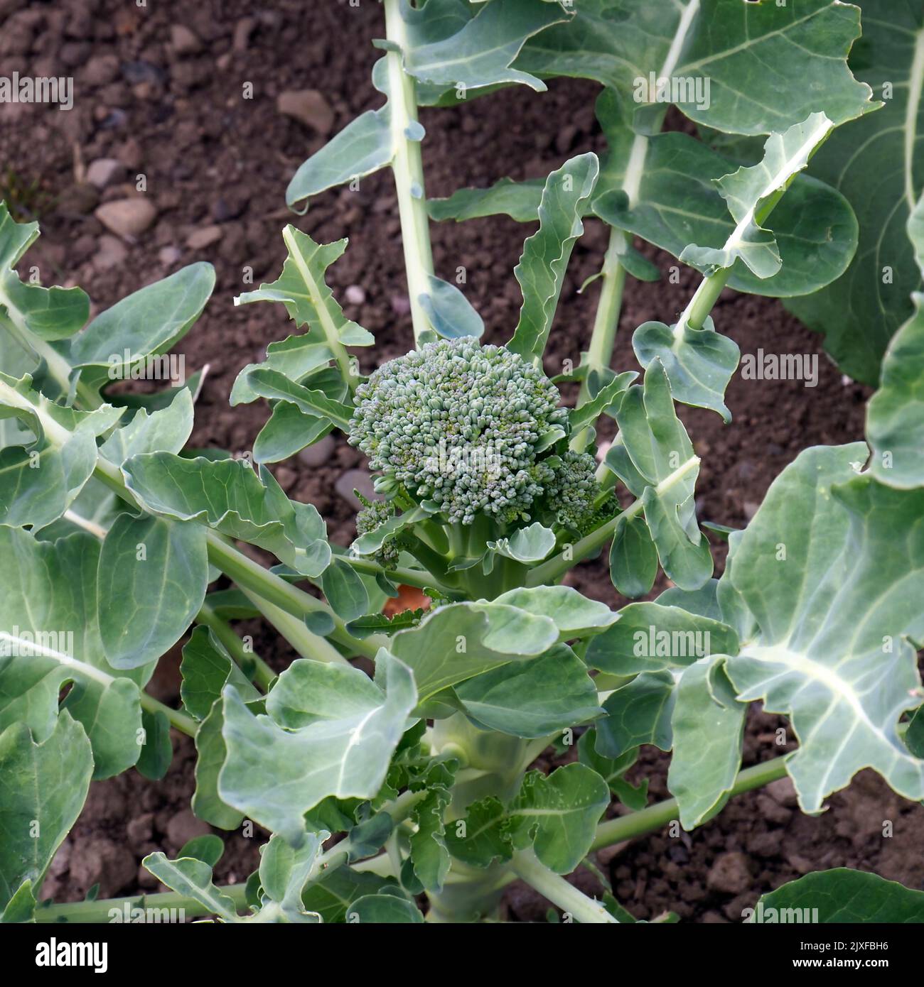 Broccoli verde germogliati che crescono in un giardino da cucina, Ayrshire, Scozia, Regno Unito Foto Stock
