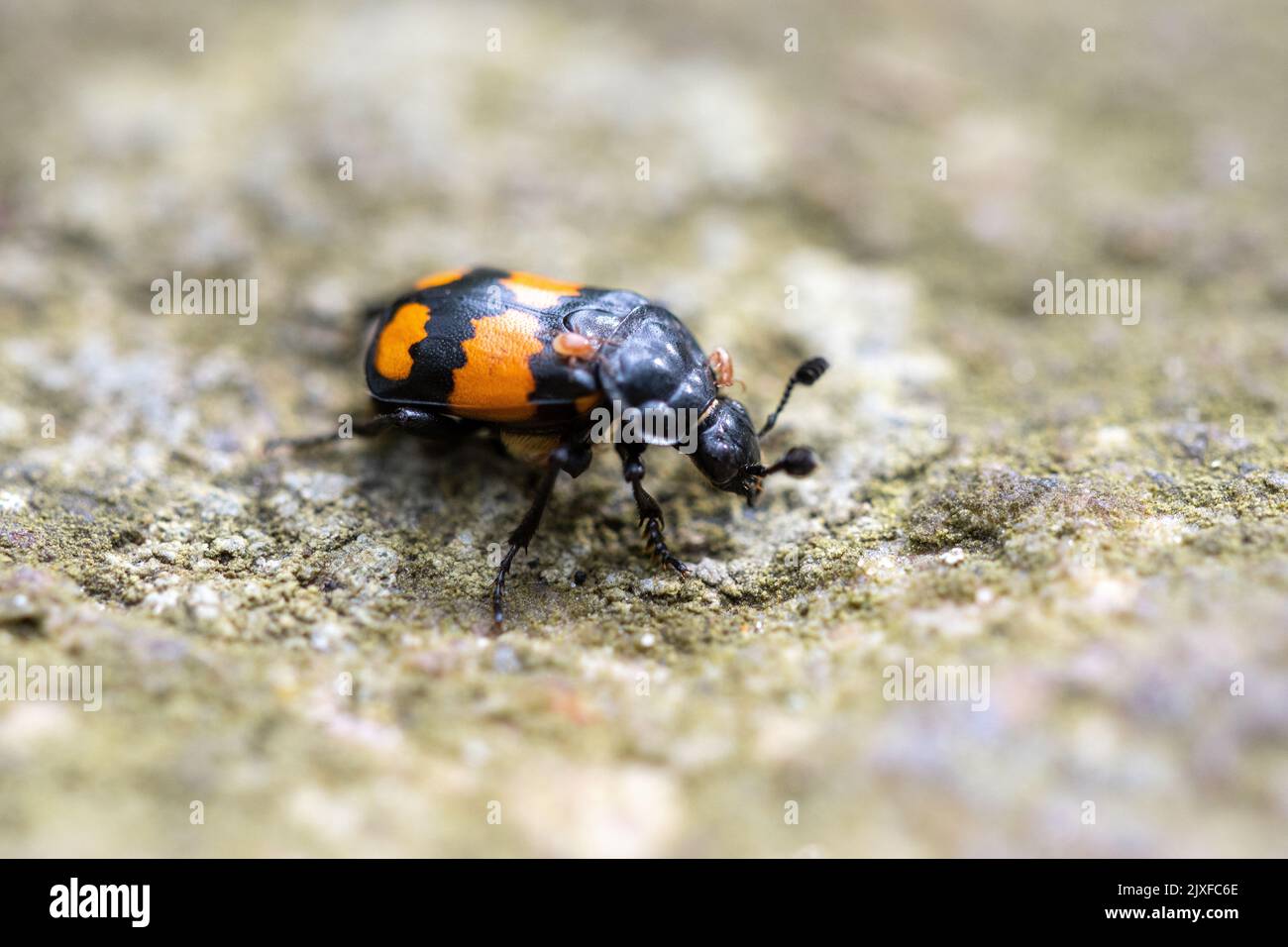 Primo piano o macro di un insetto o di un insetto di un grave-scavatore arancione Foto Stock