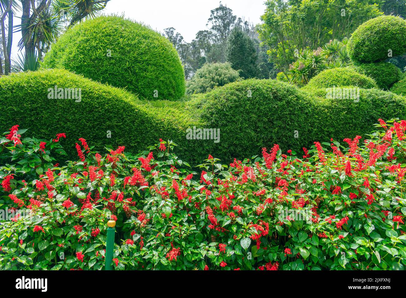 tondi a forma di cespugli con di fronte alcuni fiori Foto Stock