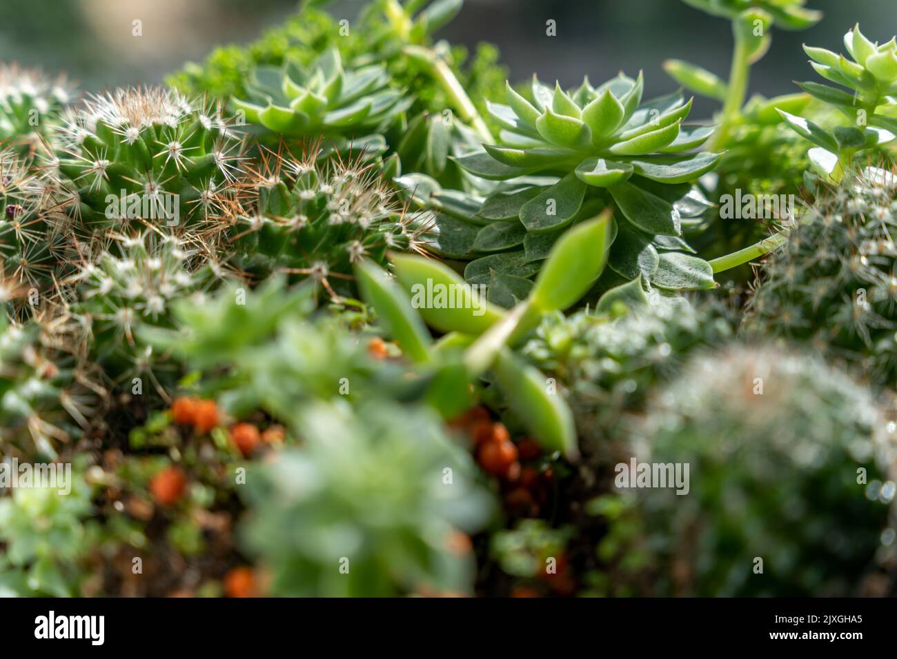 Pentola con rosetta succulenta assortita primo piano Foto Stock