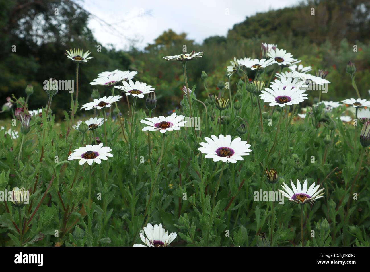 Campi di fiori in primavera. Margherite fiorenti nel giardino botanico di Kirstenbosch a Città del Capo Sud Africa Foto Stock