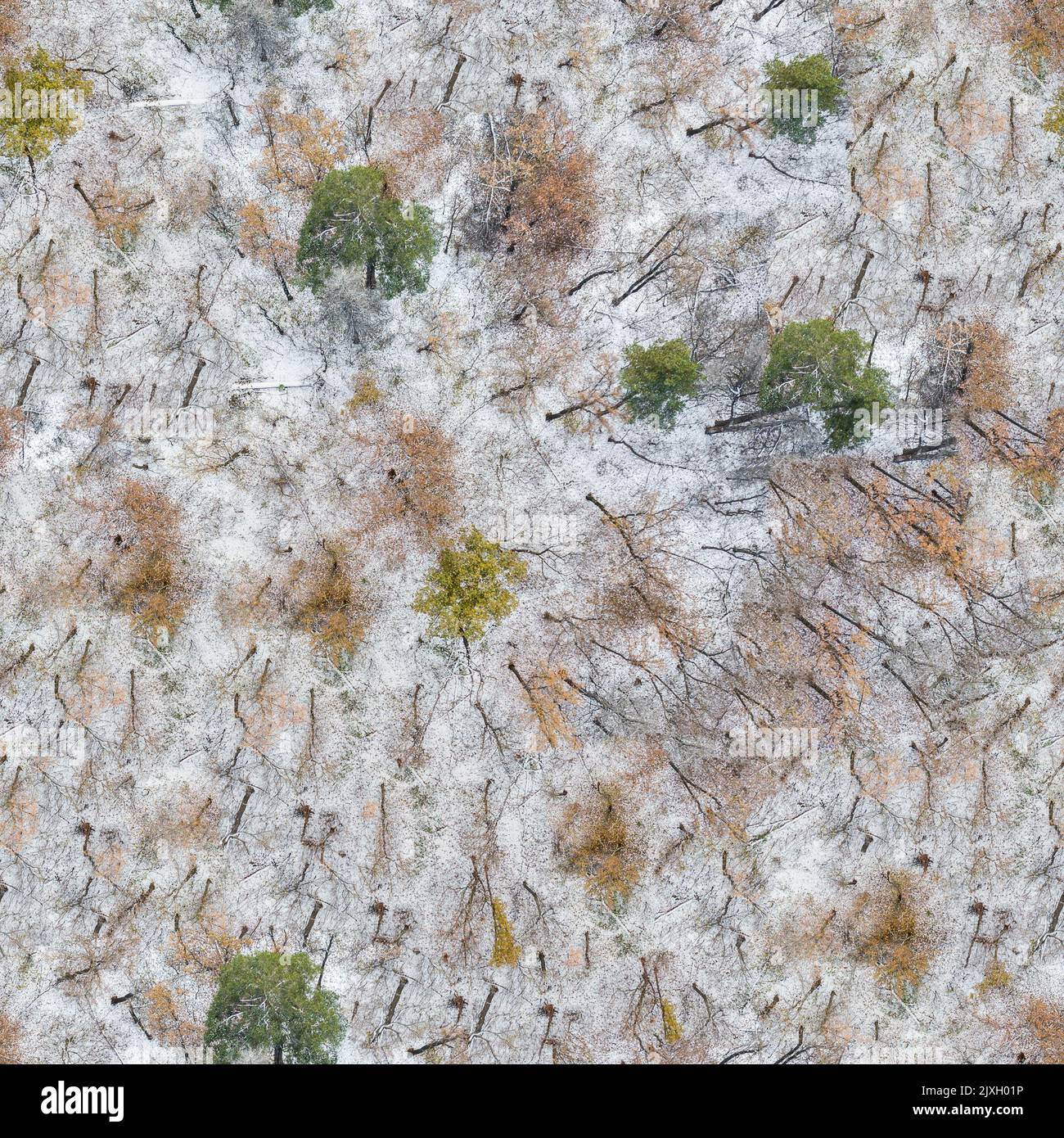 L'inverno, neve sui rami di un albero, modelli Foto Stock