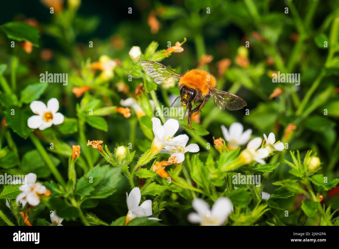 Volo di un bumblebee sopra fioritura bianco flowers.Macro fotografia. Foto Stock