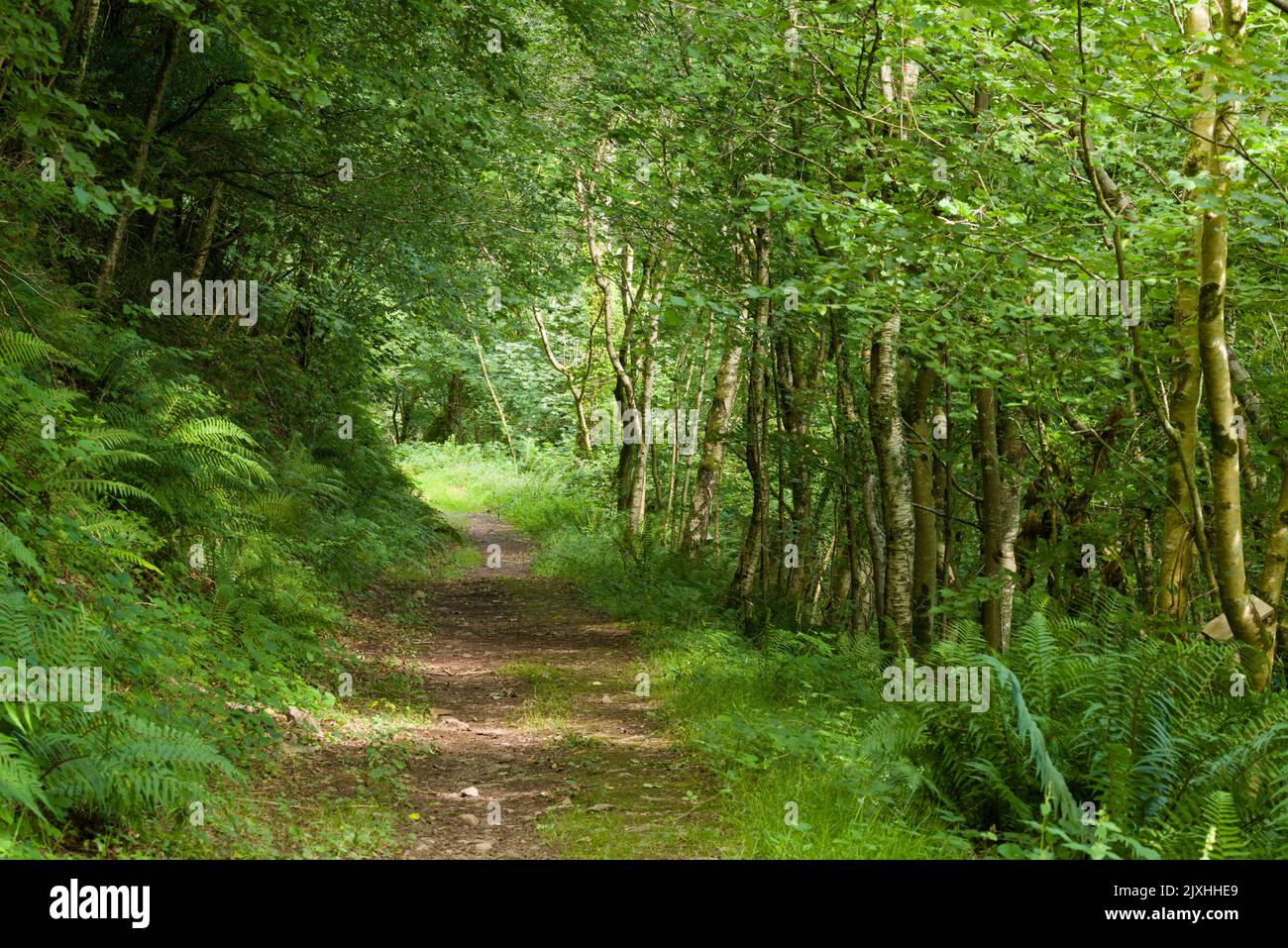 La superstrada attraverso il legno dell'invenzione nella Valle di Heddon nel Parco Nazionale di Exmoor, North Devon, Inghilterra. Foto Stock