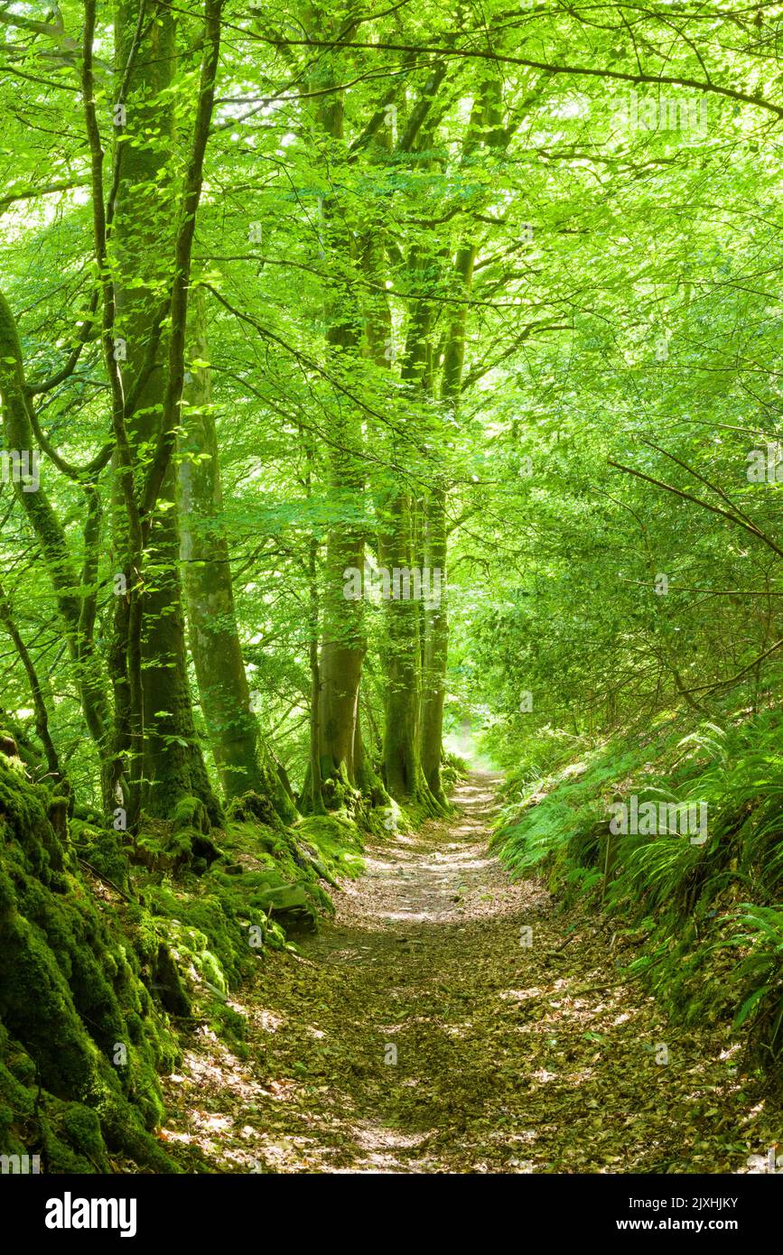 Un sentiero attraverso un bosco a foglia larga a Heale Wood nella Valle di Heddon nel Parco Nazionale di Exmoor, North Devon, Inghilterra. Foto Stock