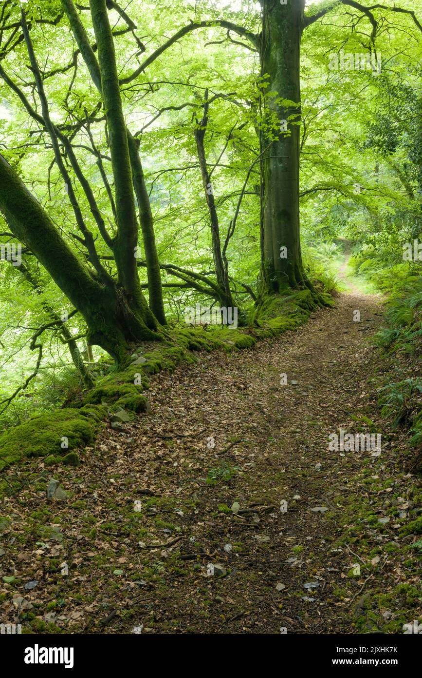 Un sentiero attraverso un bosco a foglia larga a Heale Wood nella Valle di Heddon nel Parco Nazionale di Exmoor, North Devon, Inghilterra. Foto Stock