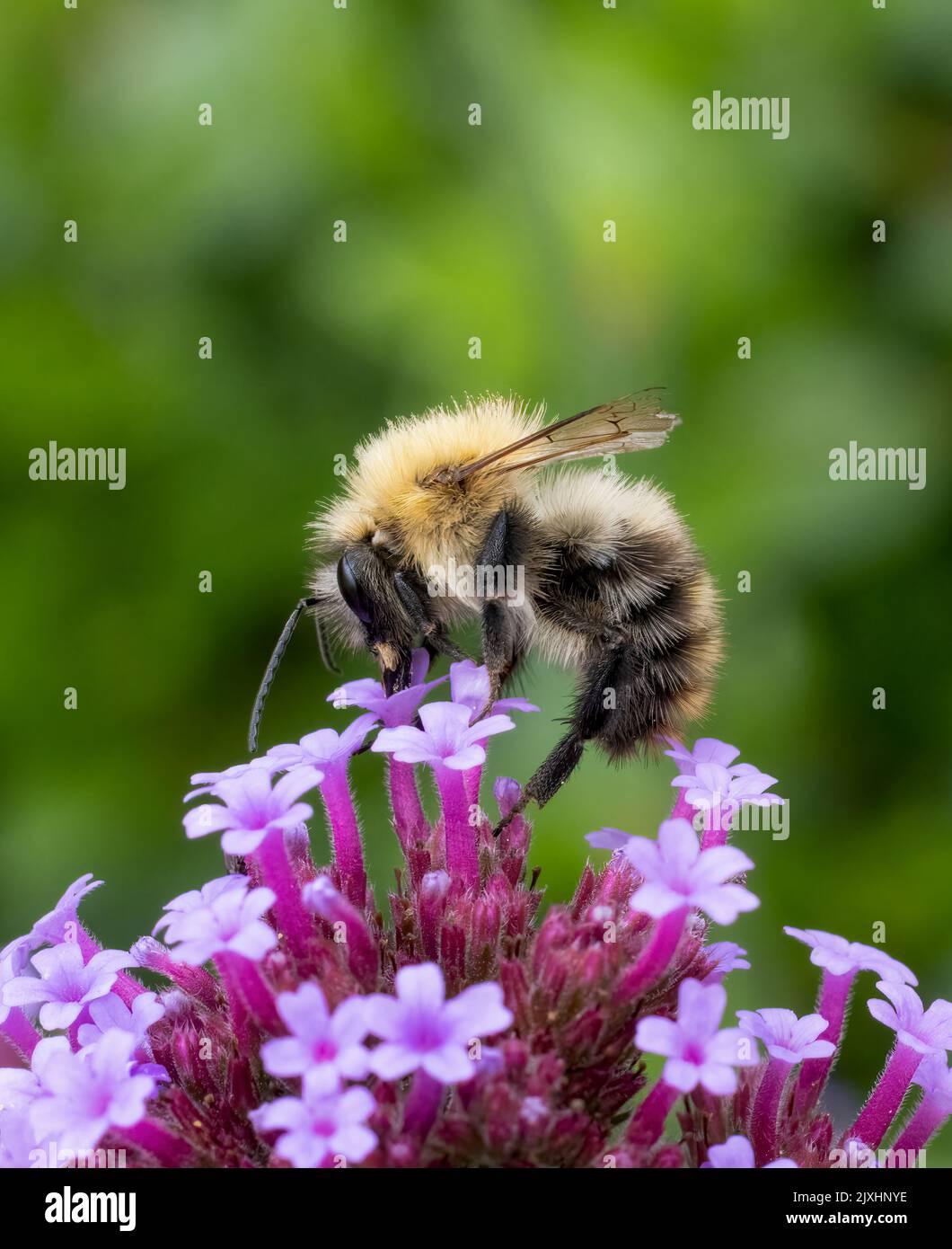 Un ape carder, (Bombus pascuorum), che inquina un fiore di Verbena Foto Stock