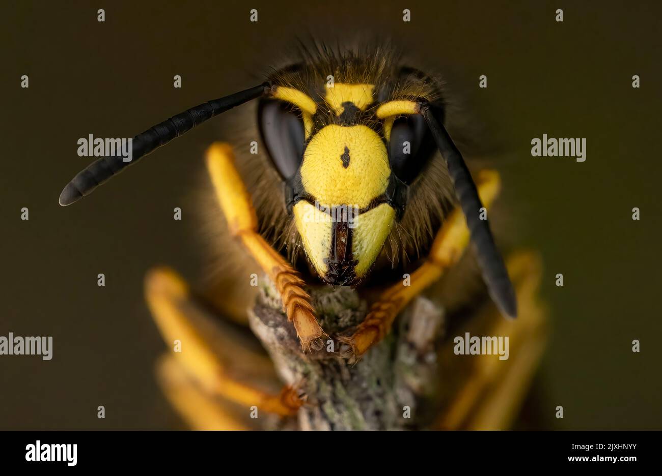 Primo piano della testa e del volto di una vespa comune (Vespula vulgaris) Foto Stock