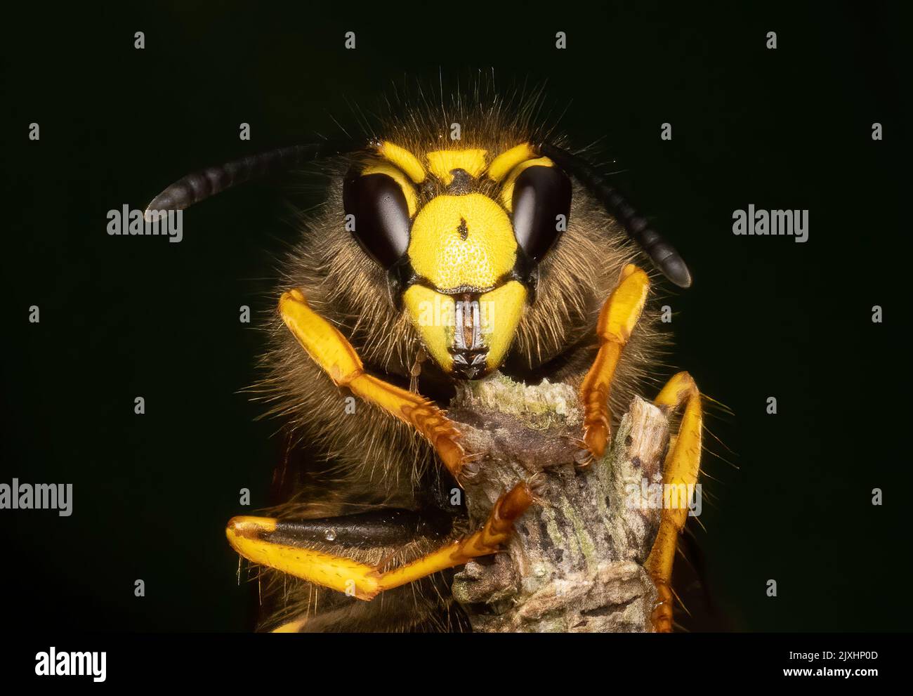 Primo piano della testa e del volto di una vespa comune (Vespula vulgaris) Foto Stock