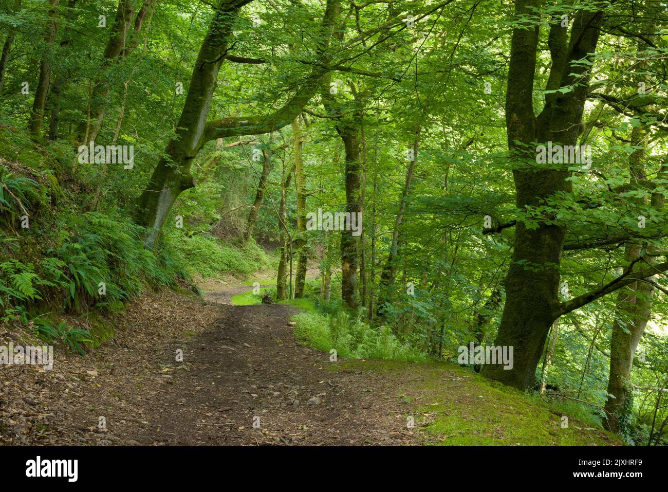 Un sentiero attraverso un bosco a foglia larga nel Parco Nazionale di Exmoor sotto Trentishoe giù vicino alla Valle di Heddon, Devon del Nord, Inghilterra. Foto Stock