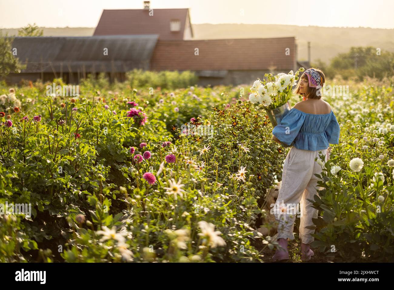 Donna con appena raccolto fiori di dahlia in fattoria rurale Foto Stock