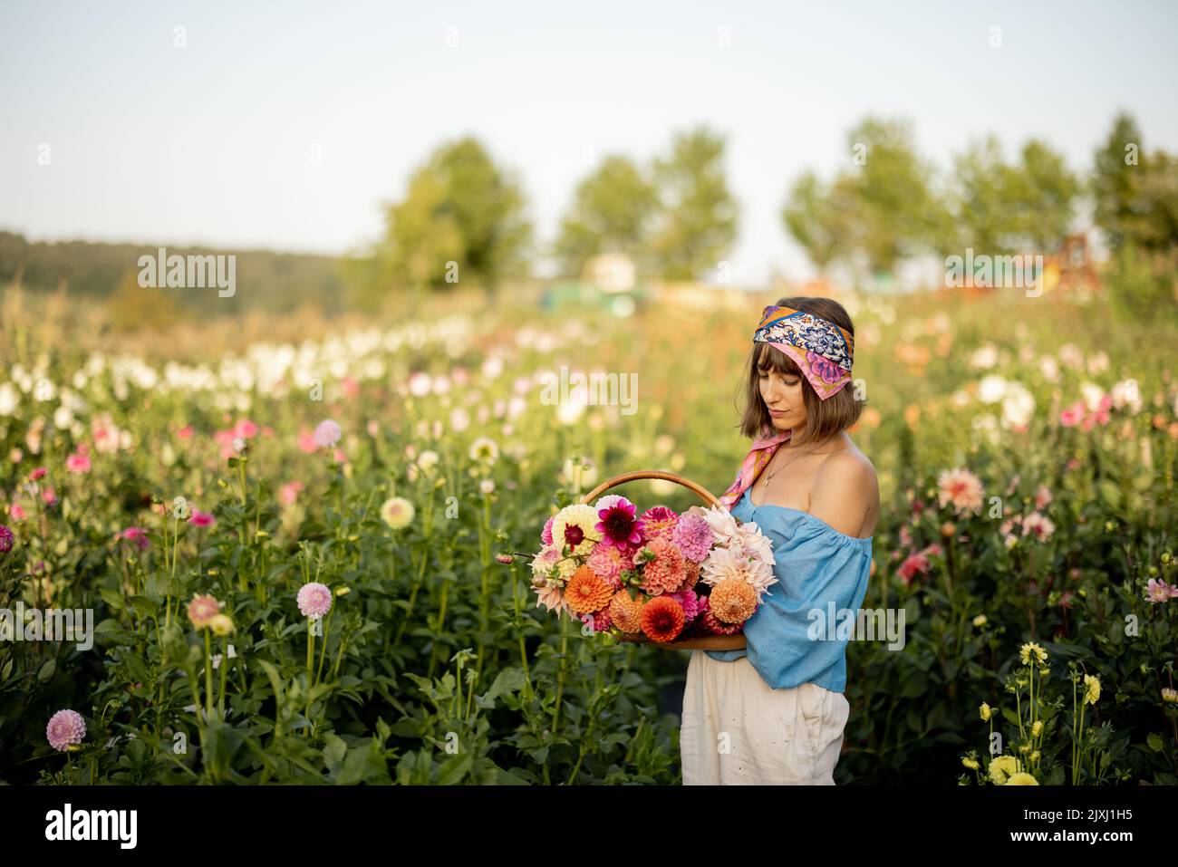 Donna con fiori in fattoria dahlia all'aperto Foto Stock