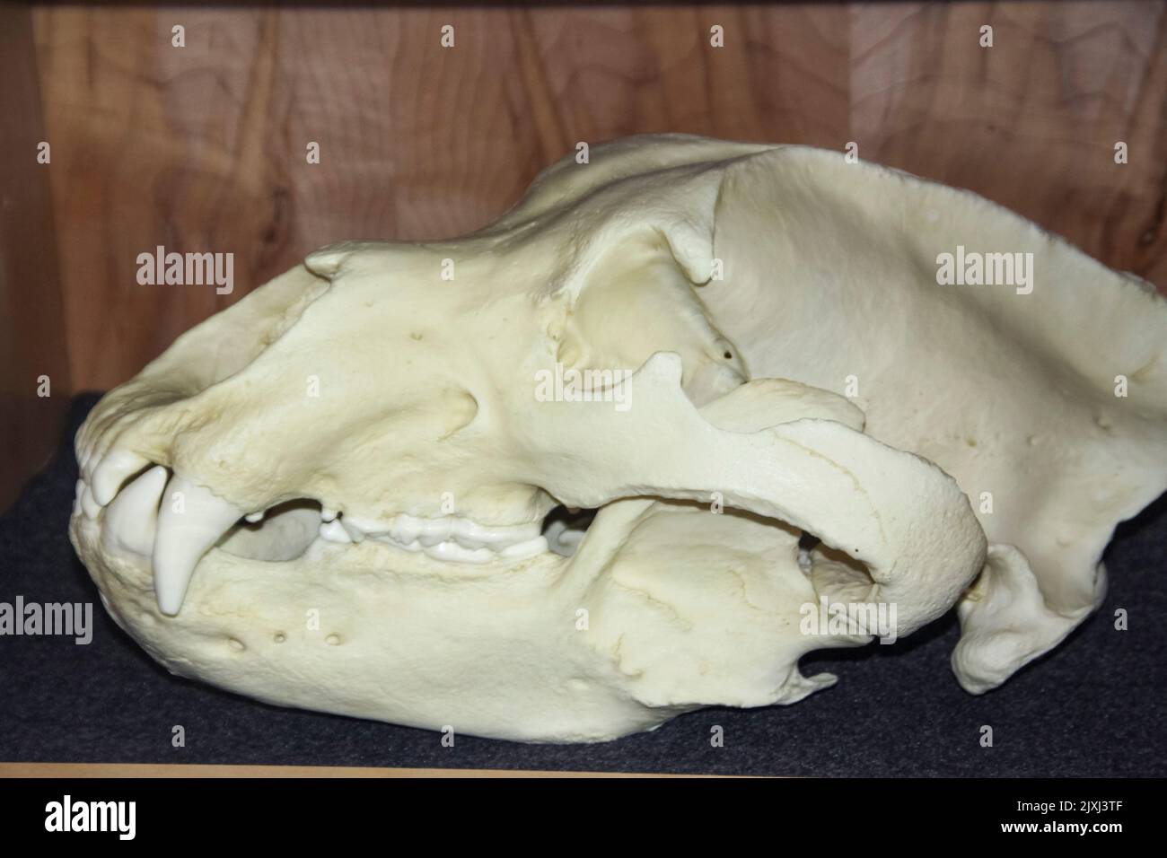 Moose, Skull and Skeleton Denali National Park and Preserve, precedentemente noto come Mount McKinley National Park, è un parco nazionale americano e riserva naturale Foto Stock