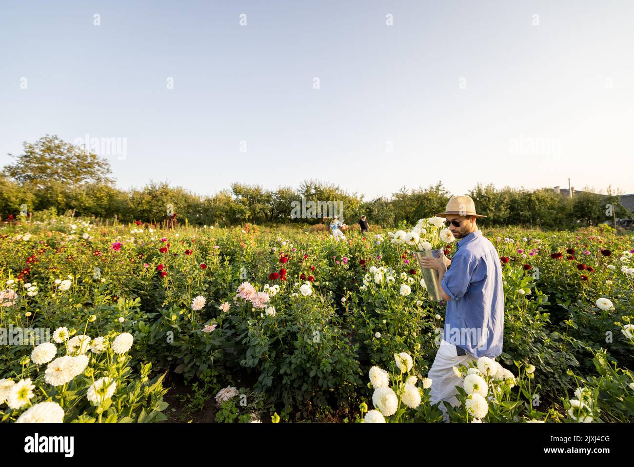 Uomo e donna raccogliere fiori in fattoria all'aperto Foto Stock