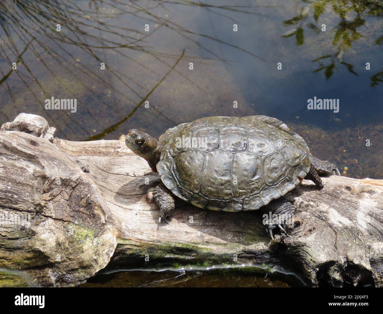 Una tartaruga di stagno occidentale che si basa su un ceppo galleggiante sull'acqua Foto Stock