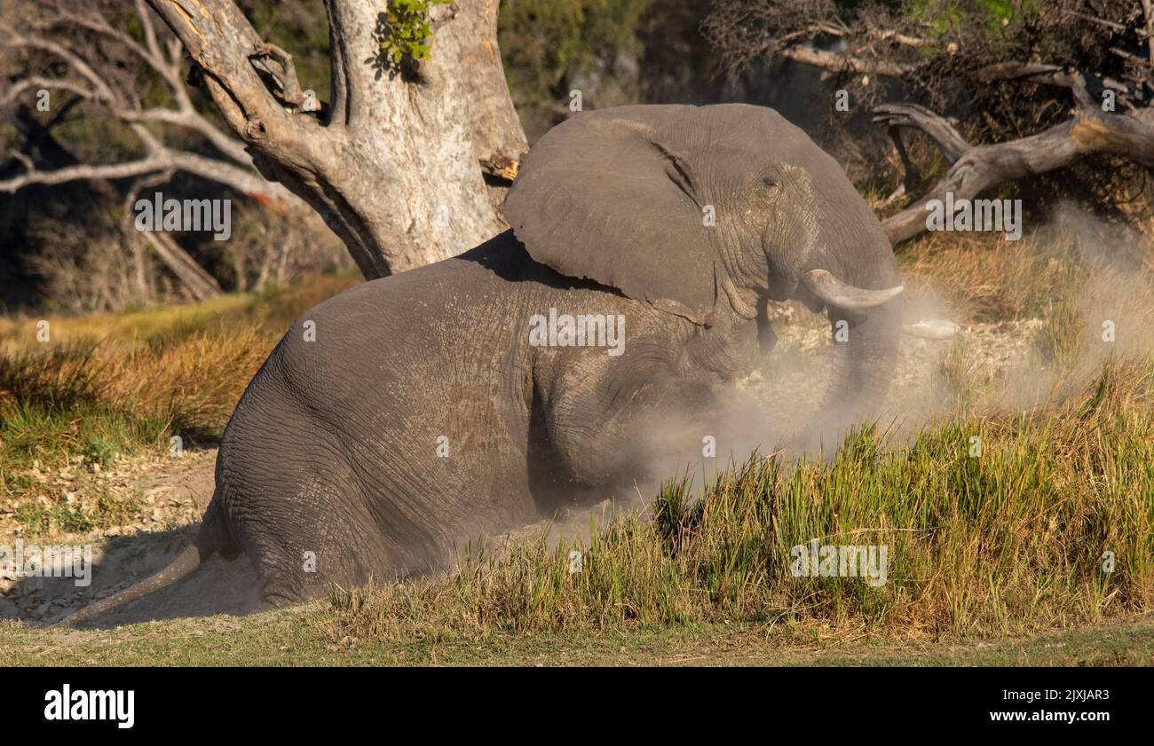 L'elefante africano ha un bagno di polvere per sbarazzarsi dei parassiti esterni della pelle e dei parassiti Foto Stock