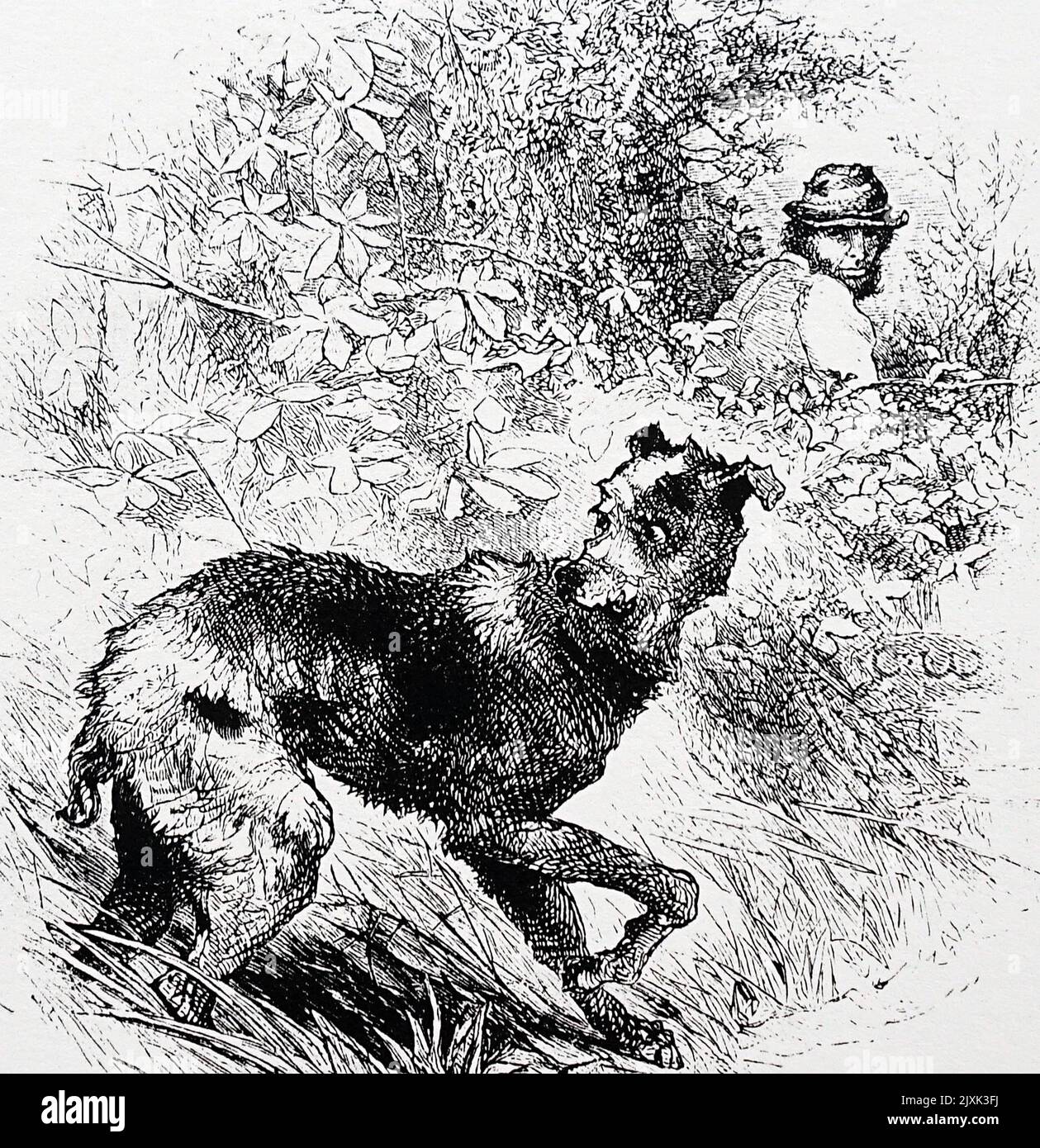 Cartoon raffigurante un poacher con il suo lurcher. Illustrato da Charles Whimper (1853-1941) illustratore e artista britannico. Datato 19th ° secolo Foto Stock