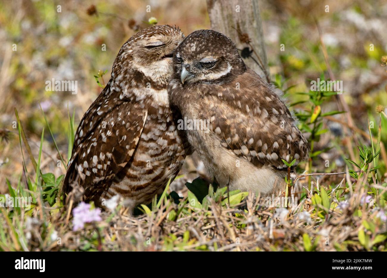 Dolce bacio e coccole condiviso da Burrowing Owl genitore e grande pulcino a Cape Coral, Florida mostra la vicinanza della famiglia degli uccelli Foto Stock