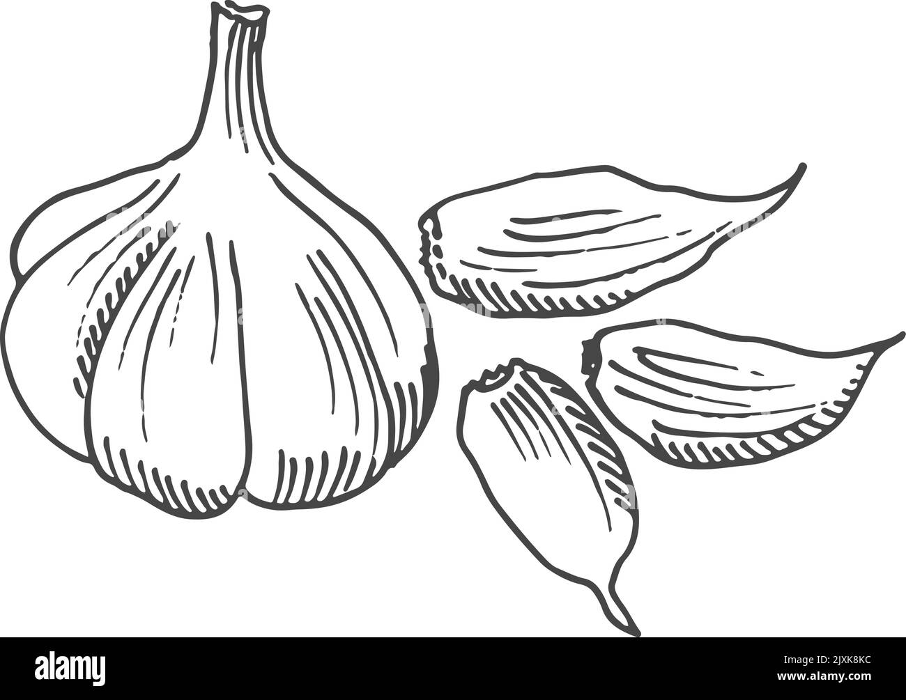 Testa d'aglio con spicchi. Incisione di cibi speziati Illustrazione Vettoriale