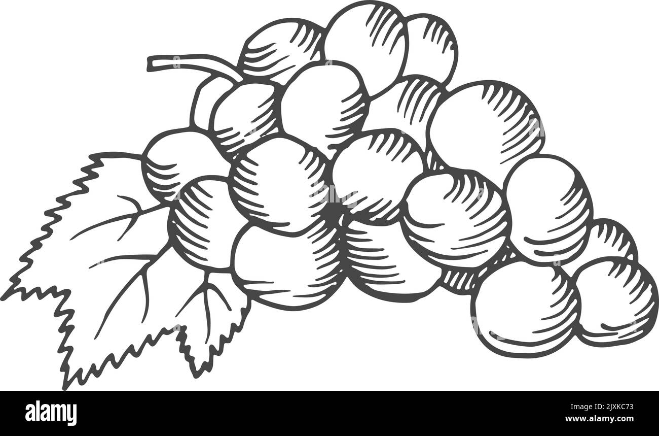Incisione di grappolo d'uva. Vino bacche disegno a mano schizzo Illustrazione Vettoriale