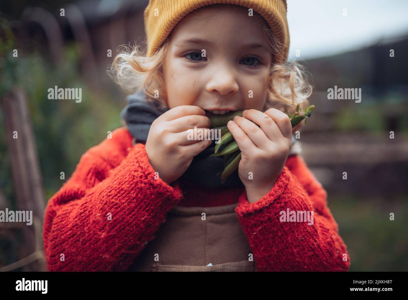 Bambina in abiti autunnali mangiare piselli biologici raccolti in giardino ecologico, stile di vita sostenibile. Foto Stock