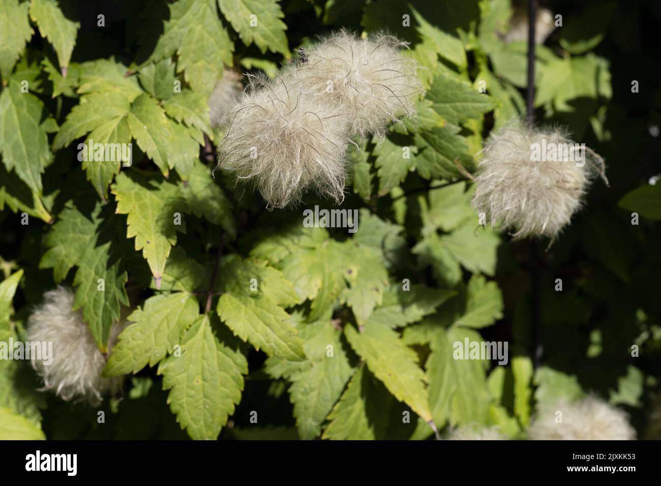 Clematis alpina "Beauty barbabietola Rossa" clematis alpino. Foto Stock