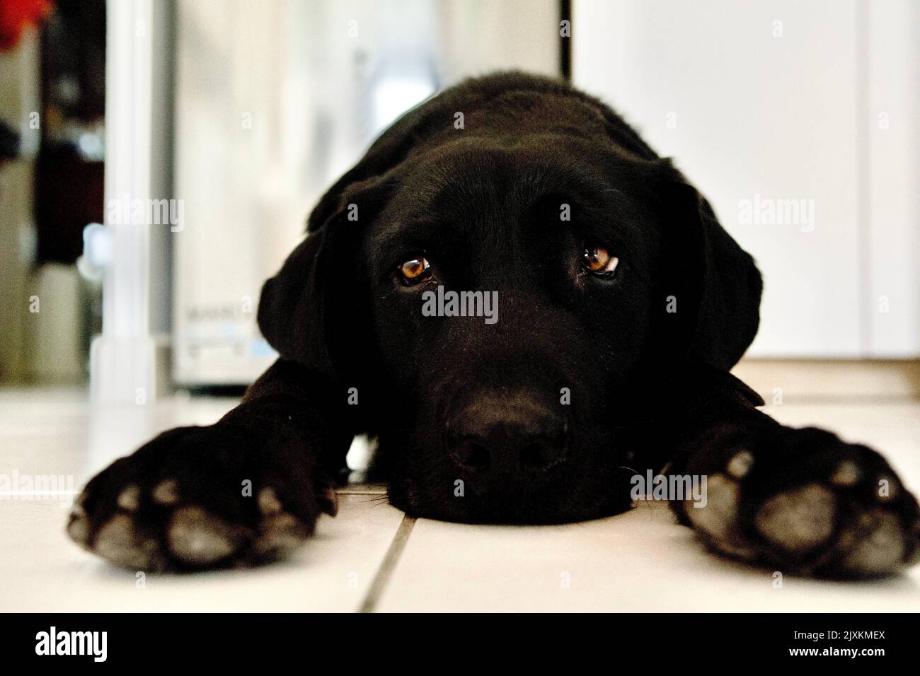 bel cane nero labrador sdraiato sul ventre con zampe anteriori che guardano in modo nonchalantly sulla sua destra in una cucina Foto Stock