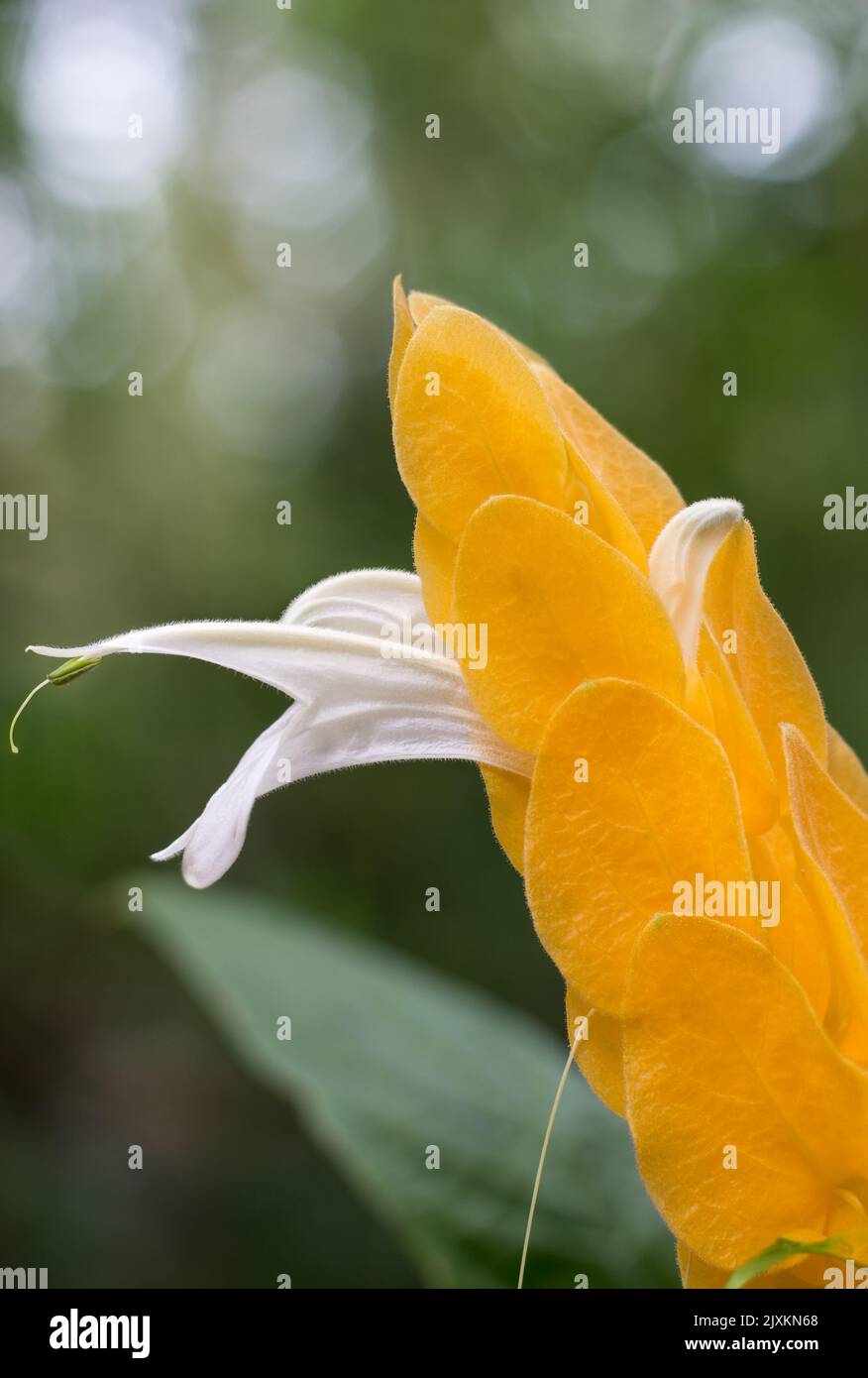 primo piano di gamberetti dorati, pachystachys lutea, macro vista di un fiore giallo brillante con ali bianche, noto come candela dorata o pianta di lecca Foto Stock