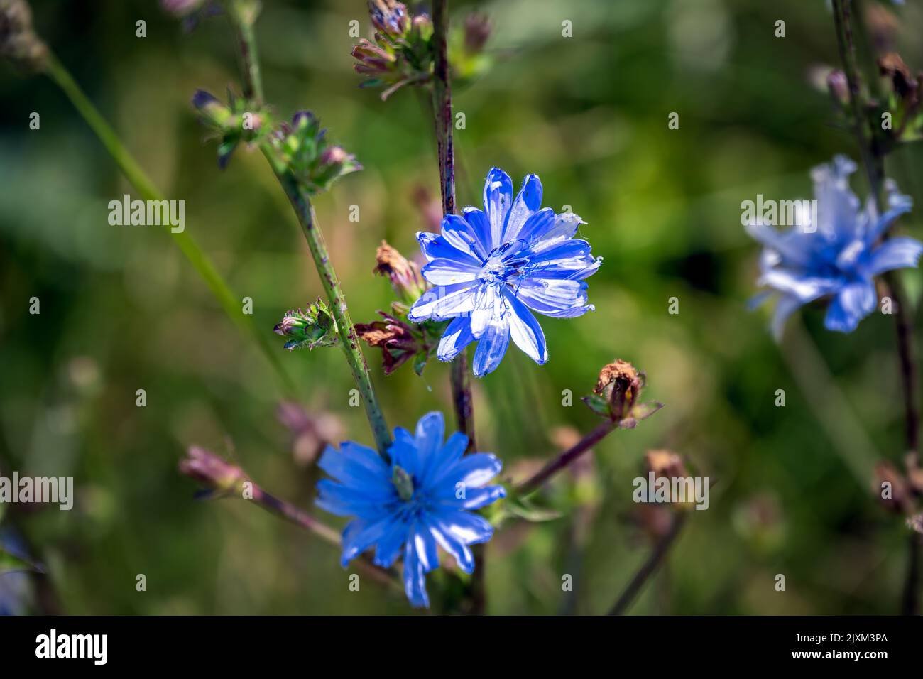 Fiore blu di indivia o Cichorium endivia L., primo piano Foto Stock