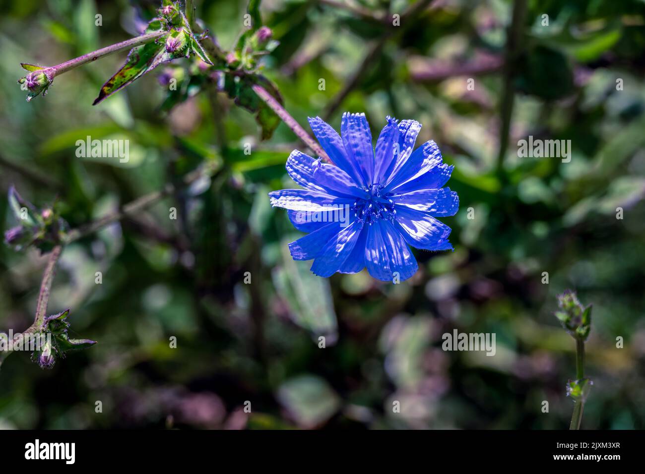 Fiore blu di indivia o Cichorium endivia L., primo piano Foto Stock