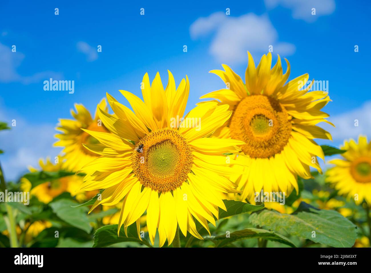 vista frontale primo piano della testa di girasole in un campo di girasole e su uno sfondo blu cielo. Due api sedute sul fiore. Foto Stock
