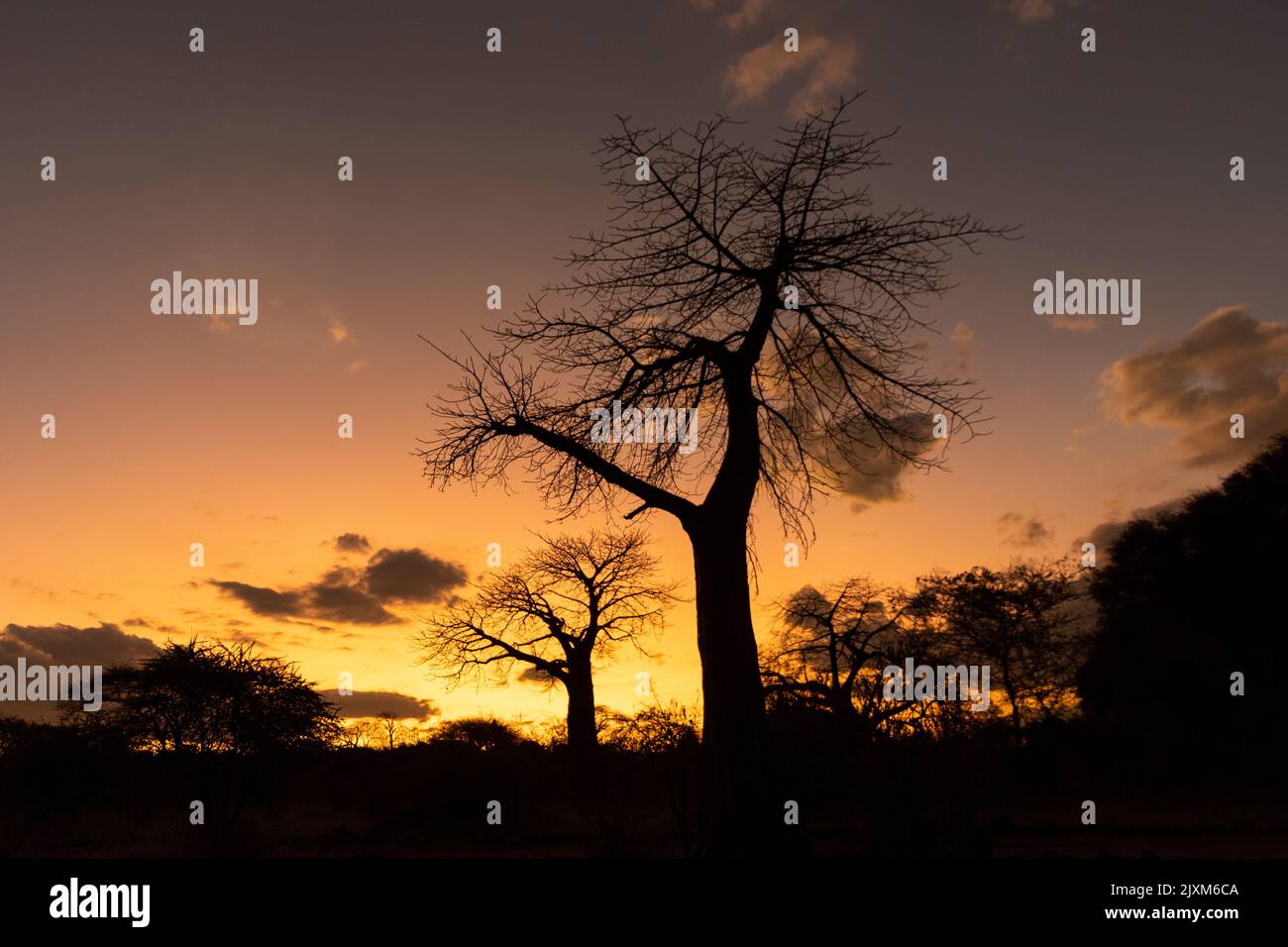 Silhouette al tramonto baobab sulle rive del Grande fiume Ruaha. Questi antichi giganti nana la maggior parte degli altri alberi che crescono lungo la riva del fiume Foto Stock