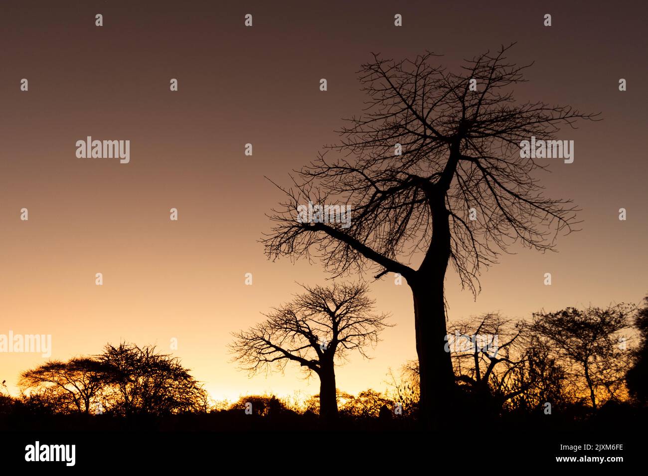 Silhouette al tramonto baobab sulle rive del Grande fiume Ruaha. Questi antichi giganti nana la maggior parte degli altri alberi che crescono lungo la riva del fiume Foto Stock