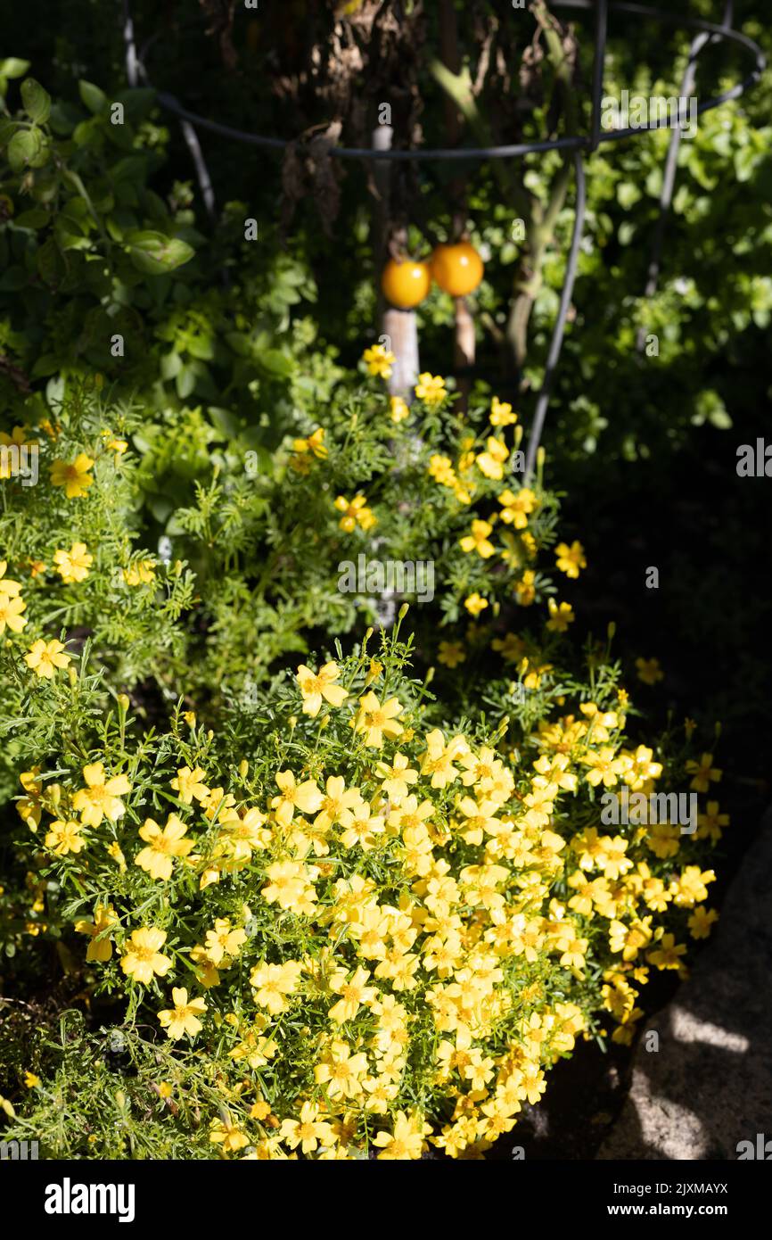 Tagetes tenuifolia 'Lemon Gem' segno fiori di marigold in un giardino accanto alle piante di pomodoro. Foto Stock