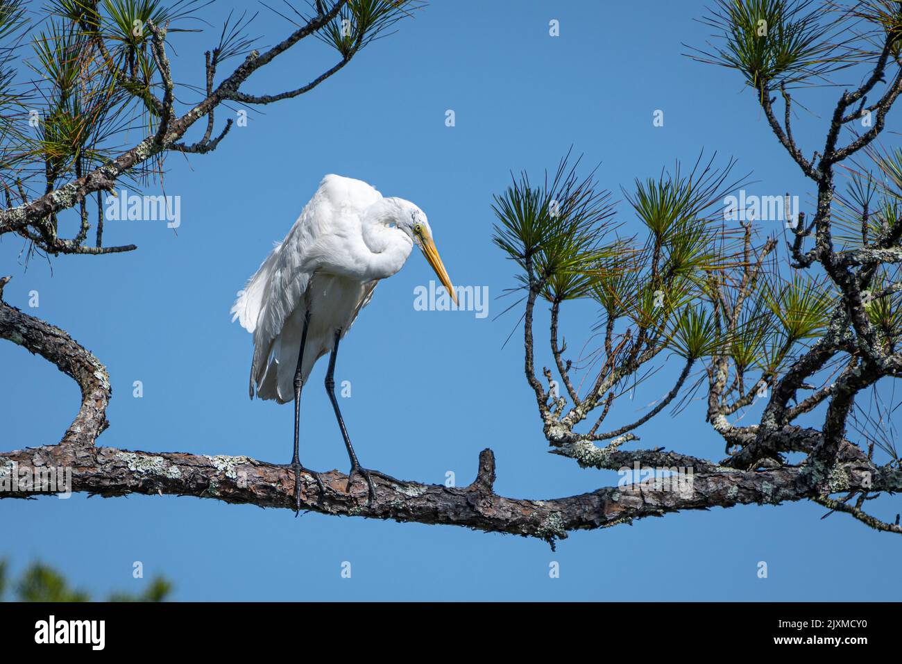 Great egret (Ardea alba) arroccato sul ramo di un pino presso il Fort Mose Historic state Park a St. Augustine, Florida. (USA) Foto Stock