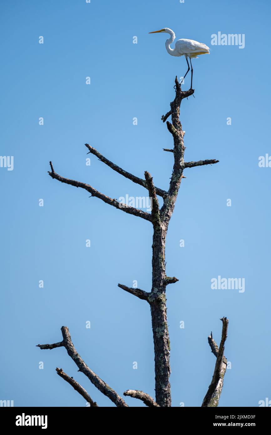 Elegante grande egretta (Ardea alba) che si erge come una sentinella in cima a un alto pino nudo presso il Fort Mose Historic state Park a St. Augustine, Florida. (USA) Foto Stock