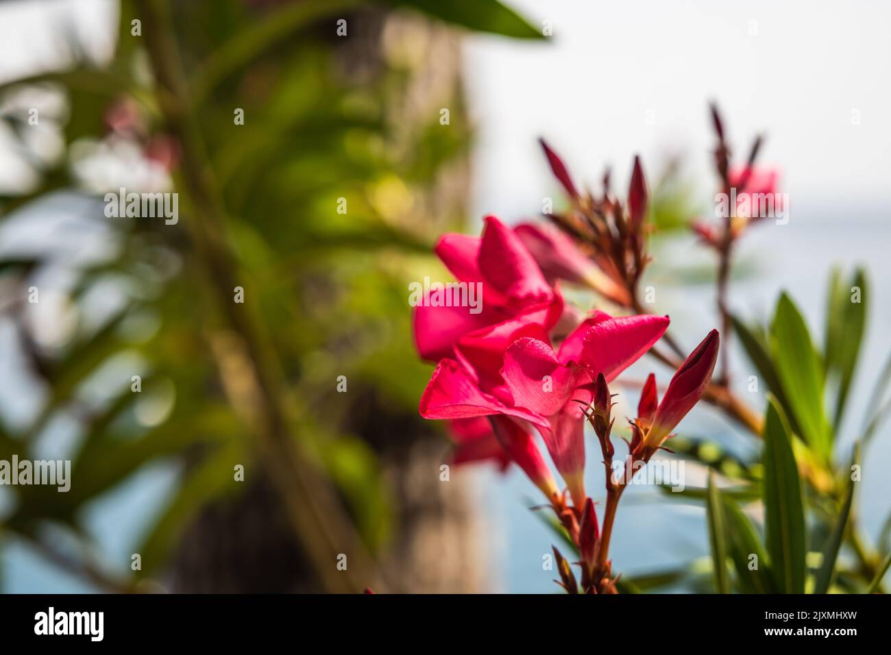 Un fiore rosso fiorente con piante verdi e cielo blu sfocato sullo sfondo. Foto Stock