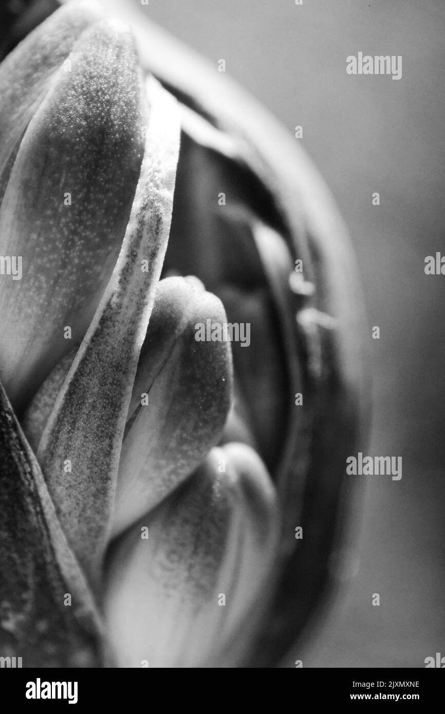 Un primo piano monocromo di petali di fiori in una giornata di sole Foto Stock