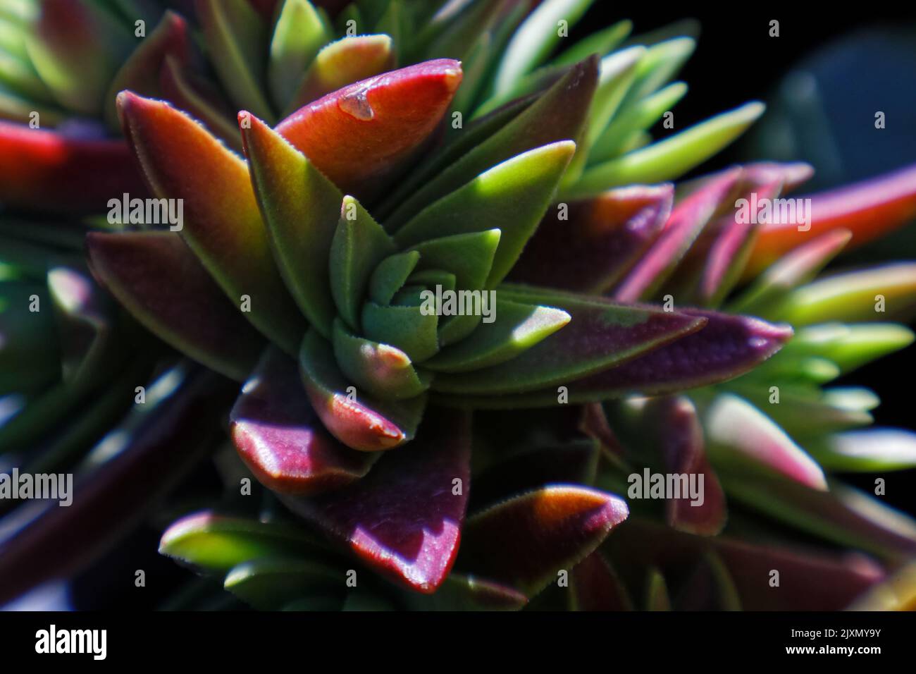 Primo piano della pianta di Crassula Capitella con foglie verdi e rosse Foto Stock
