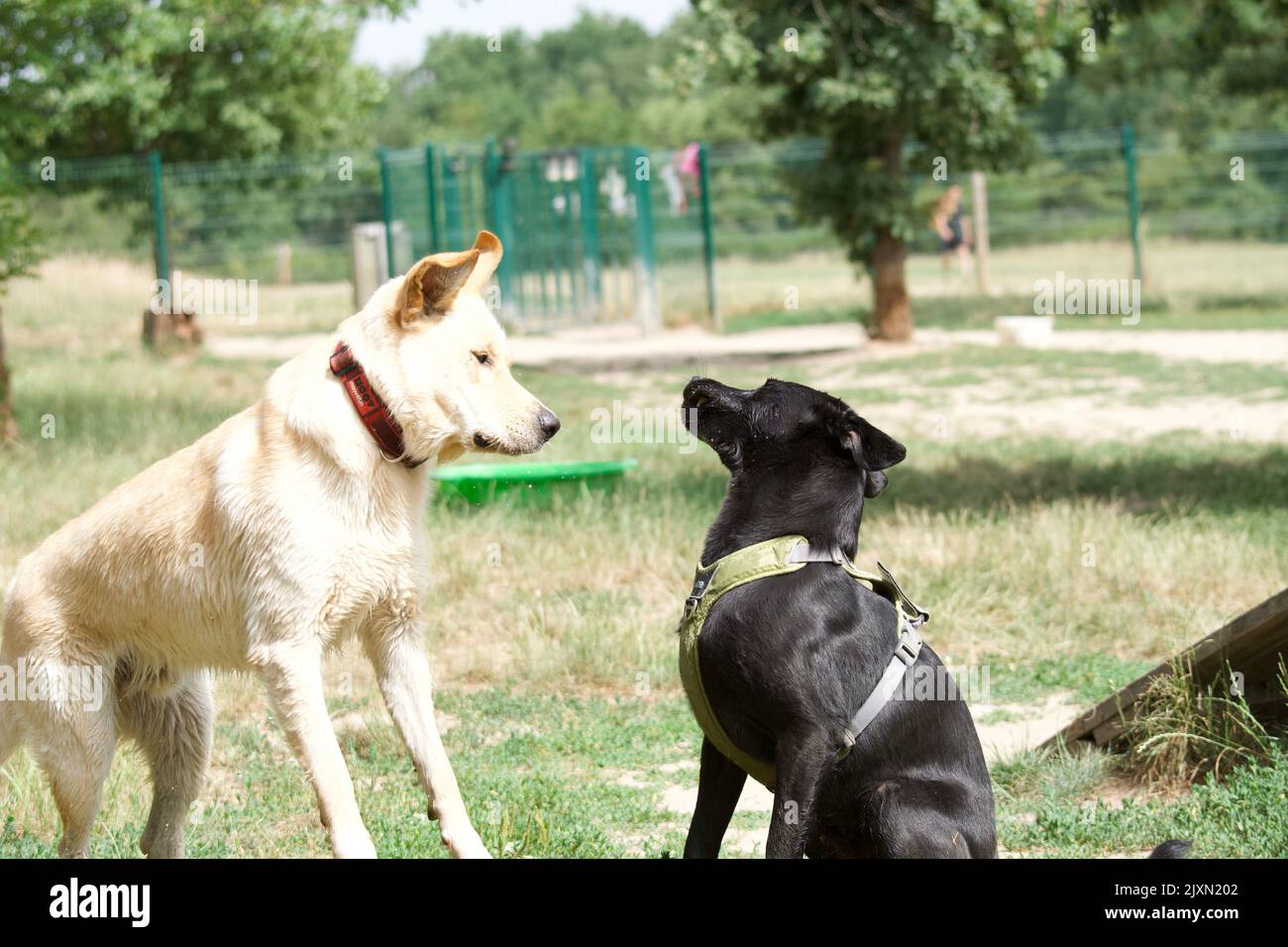 Un primo piano di due cani che giocano nel parco. Foto Stock