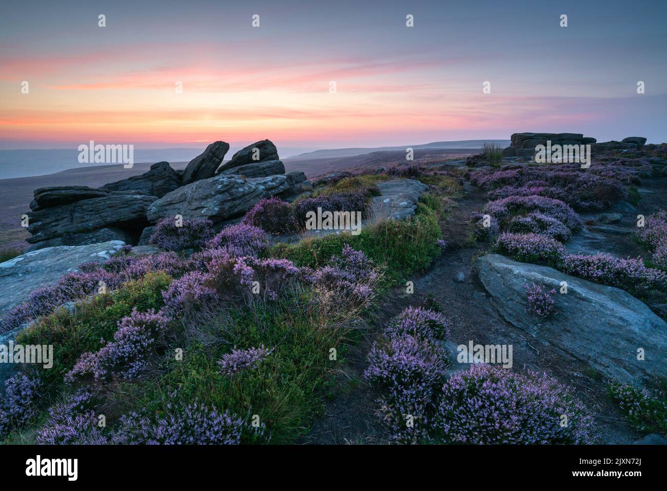 I Buck Stones sul Moor Rombalds sono incorniciati da un cielo vivace e colorato prima dell'alba durante la tarda estate con erica fiorita che riempie il primo piano. Foto Stock