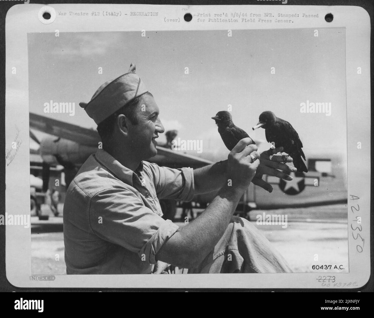 SGT. Giovanni Longo, 92 Haywood Street, Milford, Mass., continua a fornire sigarette ai suoi due amici cuccioli italiani. 'De Boids' come Longo chiama i suoi Magpies, sono chiamati 'Dot' e 'Dash' perché il loro Maestro è Un uomo di manutenzione radio in Un Consol Foto Stock