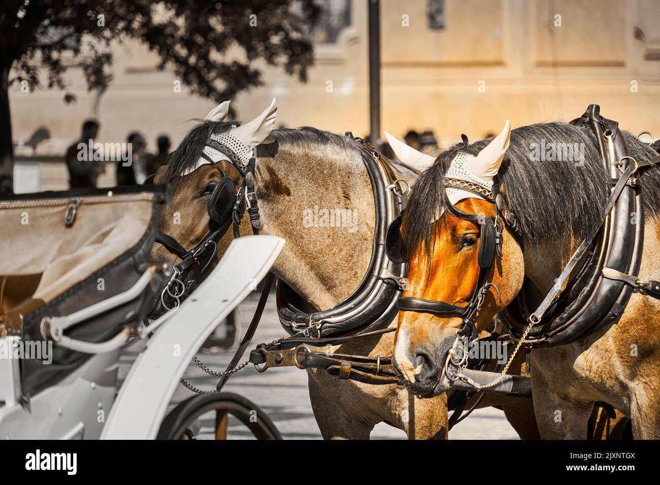 Cavalli con tappi per proteggere le orecchie sensibili aspettano alla carrozza per l'inizio della corsa Foto Stock