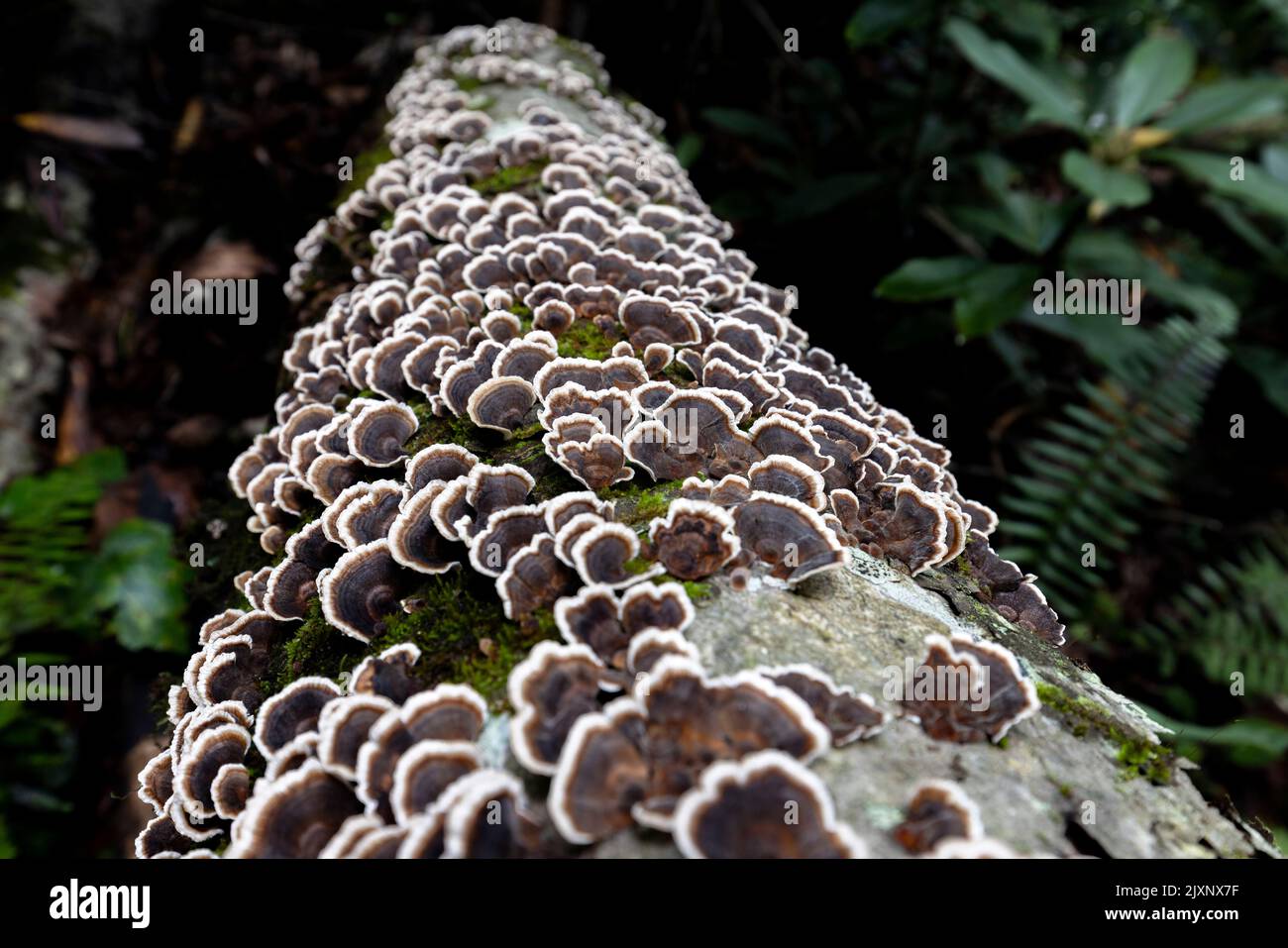 Primo piano del fungo della coda di tacchino (Trametes versicolor) - Pisgah National Forest, vicino a Brevard, North Carolina, USA [Shallow Depth of Field] Foto Stock